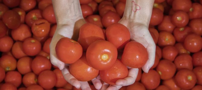 Hand holding fresh tomatoes 