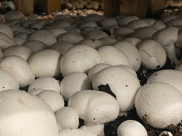 At Costa, every mushroom counts